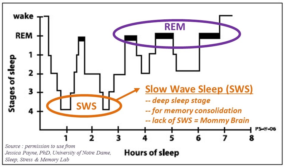 The science of sleep. Including deep sleep and REM.